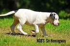 Small Photo #1 Alapaha Blue Blood Bulldog Puppy For Sale in CLEVELAND, GA, USA