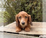 Small #3 Dachshund