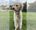 Small #5 Poodle (Standard)-Siberian Husky Mix