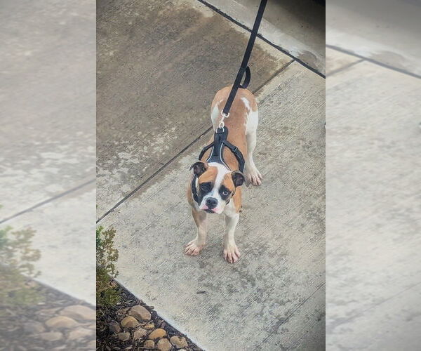 Medium Photo #4 Boxer Puppy For Sale in Austin, TX, USA