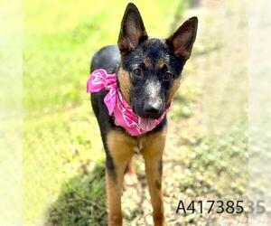 German Shepherd Dog Dogs for adoption in Conroe, TX, USA