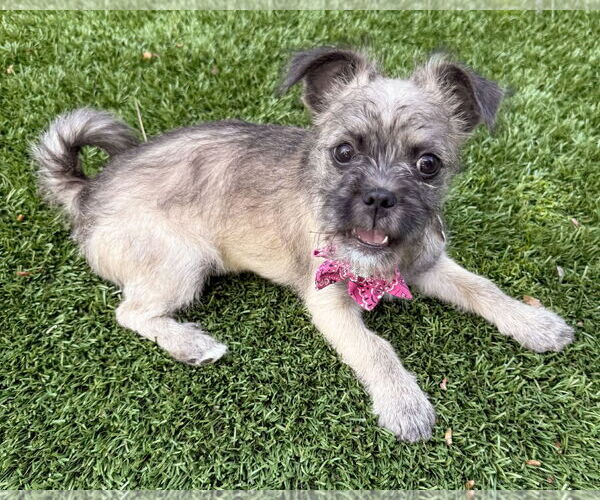 Medium Photo #7 Brussels Griffon-Unknown Mix Puppy For Sale in Corona, CA, USA