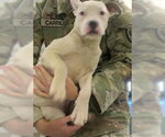 A481038 - Female American Bulldog Dog for Adoption - Small photo
