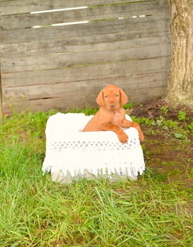 Medium Photo #1 Vizsla Puppy For Sale in CLEMENTS, MD, USA