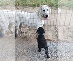 Small #5 Labrador Retriever