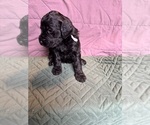 Puppy White Saint Berdoodle