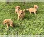 Small Photo #6 Golden Retriever Puppy For Sale in WOODSTOCK, CT, USA