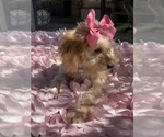 Small Photo #37 Goldendoodle mix (+ Poodle Miniature) Puppy For Sale in MENIFEE, CA, USA