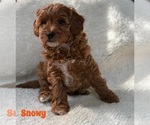 Puppy Snowy Cavapoo-Poodle (Miniature) Mix