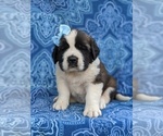 Small Photo #1 Saint Bernard Puppy For Sale in AIRVILLE, PA, USA