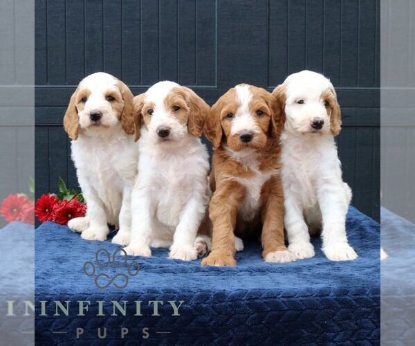 Medium Photo #2 Goldendoodle Puppy For Sale in LANCASTER, PA, USA