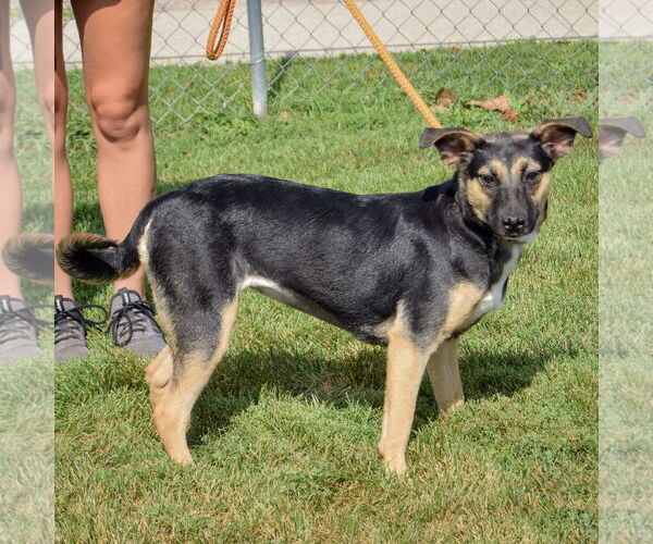 Medium Photo #2 Australian Kelpie-Unknown Mix Puppy For Sale in Huntley, IL, USA