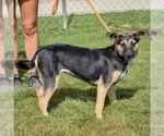 Small #1 Australian Kelpie Mix