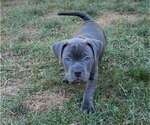 Small #2 American Pit Bull Terrier