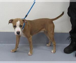 American Pit Bull Terrier Dogs for adoption in Louisville, KY, USA