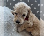 Small Photo #7 Goldendoodle Puppy For Sale in WEST, TX, USA