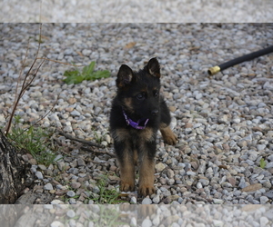 German Shepherd Dog Puppy for sale in ALBUQUERQUE, NM, USA