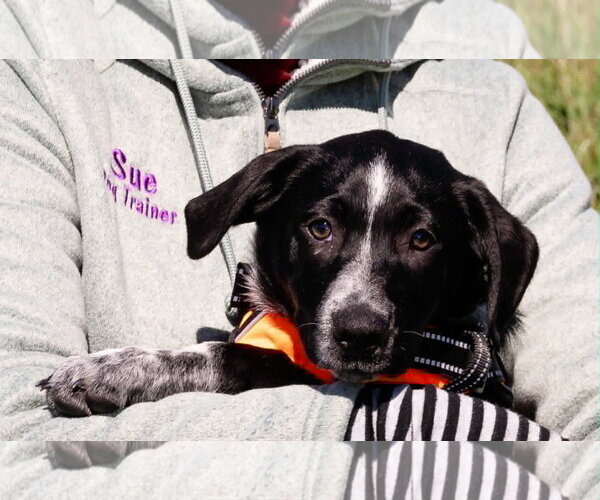 Medium Photo #2 Australian Shepherd-Unknown Mix Puppy For Sale in Blairsville, GA, USA