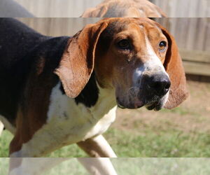 Rocko - Male Mutt Dog for Adoption - Photo #5