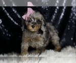Small Photo #78 Poodle (Miniature) Puppy For Sale in WARSAW, IN, USA