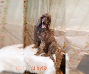 Poodle (Standard) Puppy for sale in MILLEN, GA, USA