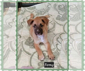Mutt Dogs for adoption in Granbury, TX, USA