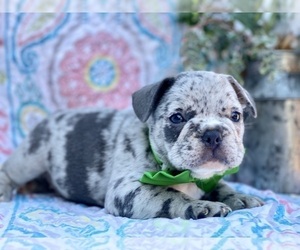 French Bulldog Dog for Adoption in LANCASTER, Pennsylvania USA