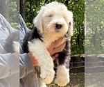 Small #4 Old English Sheepdog