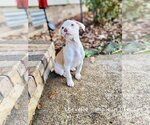 Small Photo #27 Mutt Puppy For Sale in Wakefield, RI, USA