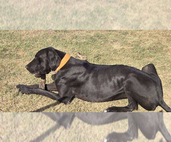 Medium Photo #3 Great Dane Puppy For Sale in PIPE CREEK, TX, USA
