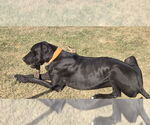 Small #2 Great Dane
