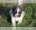 Small Photo #16 French Bulldog Puppy For Sale in NAPLES, FL, USA