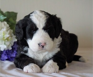 Bernedoodle Puppy for sale in FREDERICKSBG, OH, USA