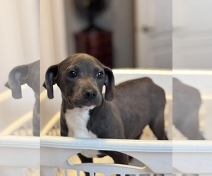 Mutt Dogs for adoption in Rustburg, VA, USA