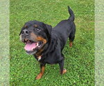 Small #2 Rottweiler