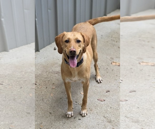 Medium Photo #6 Labbe Puppy For Sale in Woodsfield, OH, USA