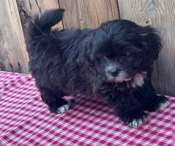 Medium Photo #11 Zuchon Puppy For Sale in DRY RIDGE, KY, USA