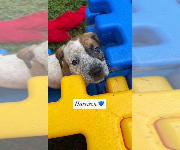 Medium Photo #1 American Pit Bull Terrier-American Staffordshire Terrier Mix Puppy For Sale in Wenonah, NJ, USA