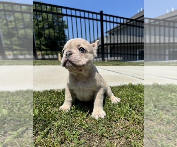 Medium Photo #2 French Bulldog Puppy For Sale in SAYREVILLE, NJ, USA