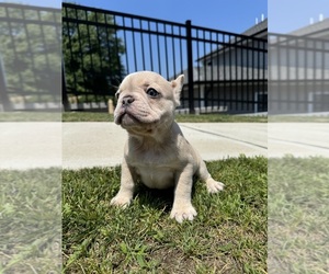Medium French Bulldog