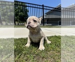 Puppy Ash French Bulldog