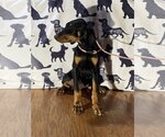 Small Photo #1 Doberman Pinscher Puppy For Sale in HOPKINSVILLE/PRINCETON, KY, NH, USA