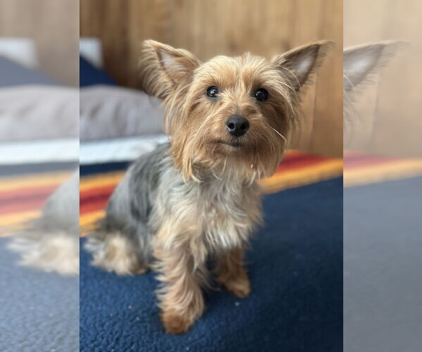 Medium Photo #8 Mutt Puppy For Sale in Allentown,, PA, USA