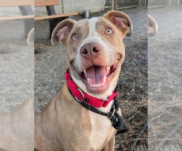 Medium Photo #1 American Pit Bull Terrier Puppy For Sale in Woodland, CA, USA