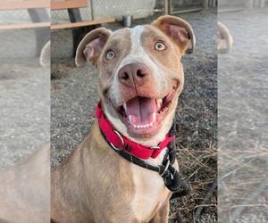 American Pit Bull Terrier Dogs for adoption in Woodland, CA, USA