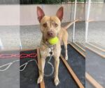Small #1 American Staffordshire Terrier Mix