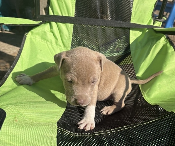 Medium Photo #22 American Pit Bull Terrier-Chinese Shar-Pei Mix Puppy For Sale in KANSAS CITY, MO, USA