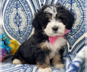 Bernedoodle Puppy for sale in LANCASTER, PA, USA