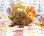 Small #1 Poodle (Miniature)