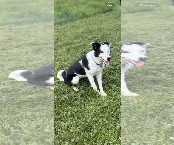 Medium Photo #14 Border Collie Puppy For Sale in Highland, IL, USA